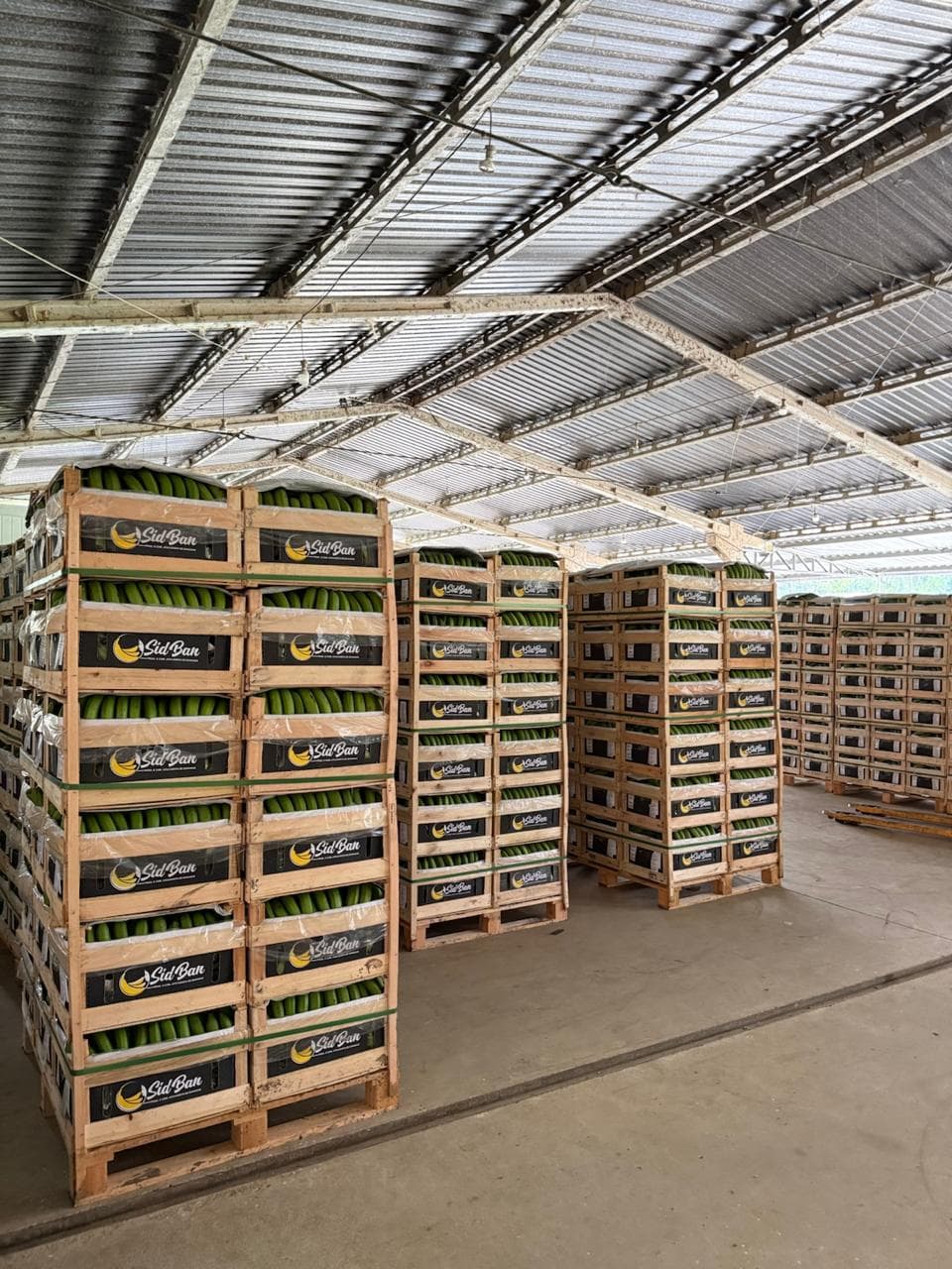 Plantação de bananas